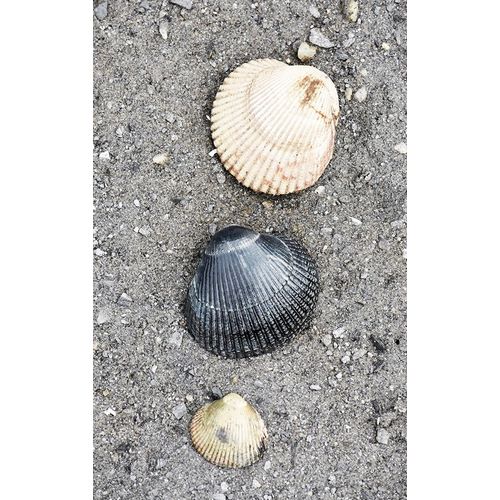 Alaska-Ketchikan-cockle shells on beach